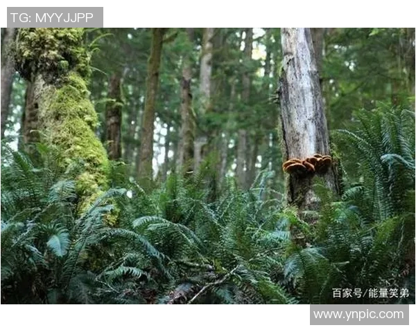 足球球星与大自然亲密接触 球场之外的绿意生活 足球球星与大自然亲密接触 球场之外的绿意生活