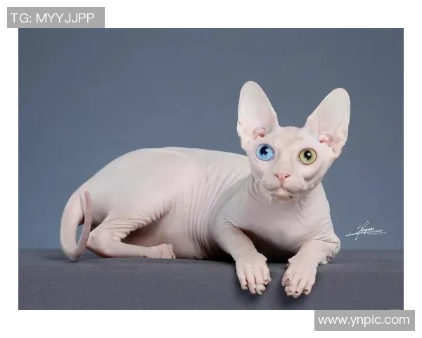 足球球星养的猫，主人是谁？